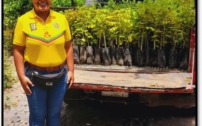 Se recogen árboles maderables en el vivero CONAFOR